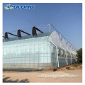 Commercial plastic film agricultural Tomato greenhouse